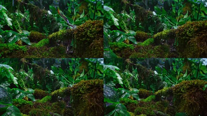 SLO MO DS在雨林中从长满苔藓的树枝上跳下的树蛙
