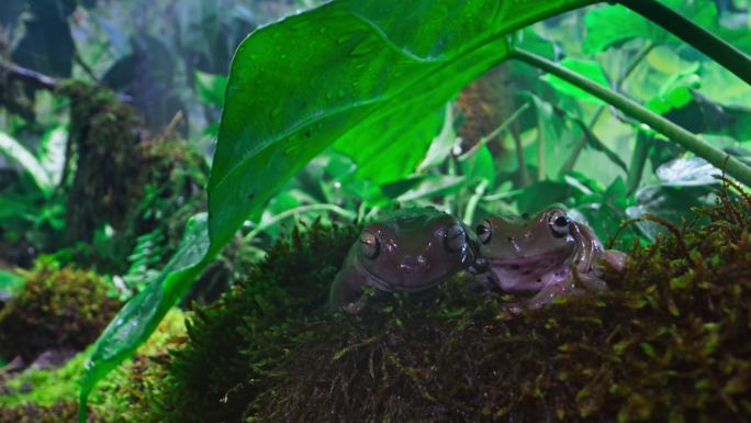SLO MODS降雨中，两只青蛙在树叶下的苔藓地板上