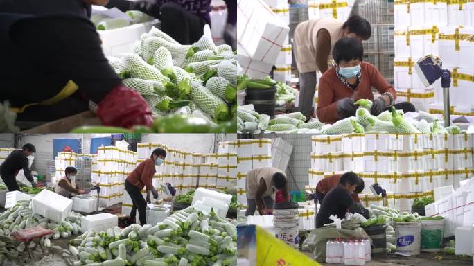 农村蔬菜经济合作社西葫芦打包装箱