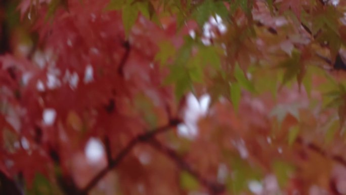 枫叶深秋雨中枫叶红叶实景