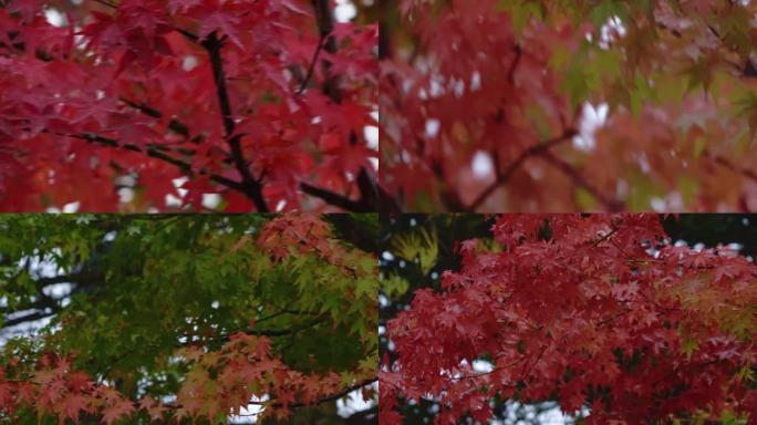枫叶深秋雨中枫叶红叶实景