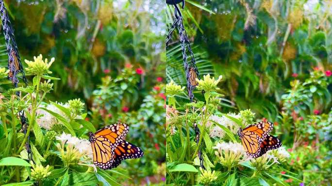 热带花园中的濒危帝王蝴蝶。