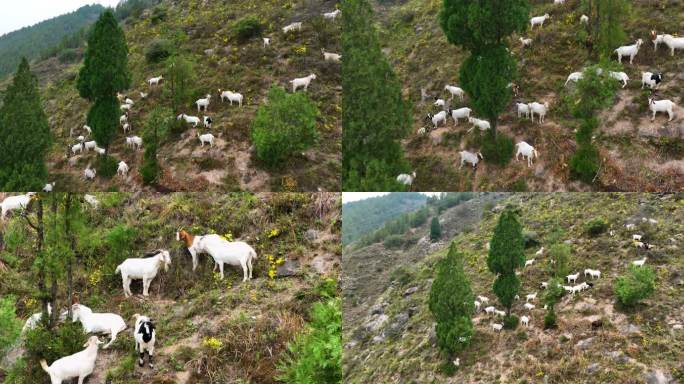 山上的山羊吃草航拍空镜2