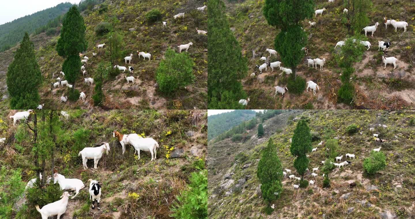 山上的山羊吃草航拍空镜2