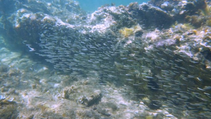 鱼群和海床海底世界海洋生物探索小鱼