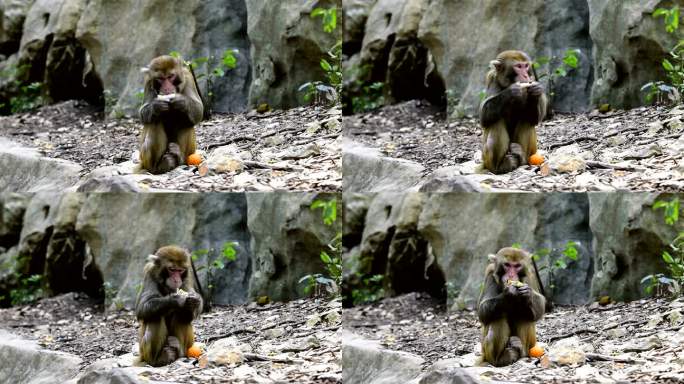 野生猕猴的日常生活猴子正在吃食物