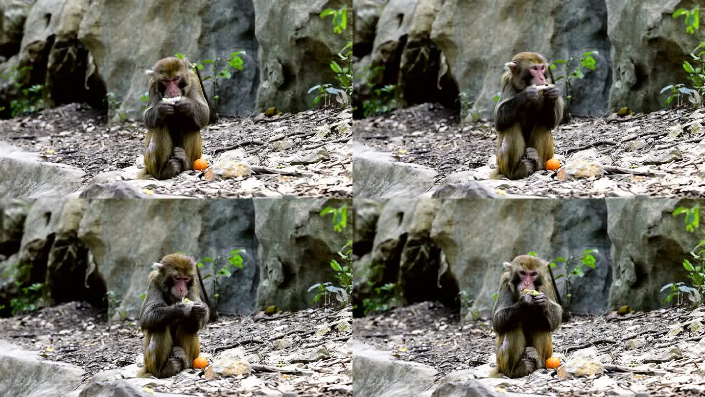 野生猕猴的日常生活猴子正在吃食物