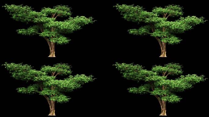 4K透明通道树木