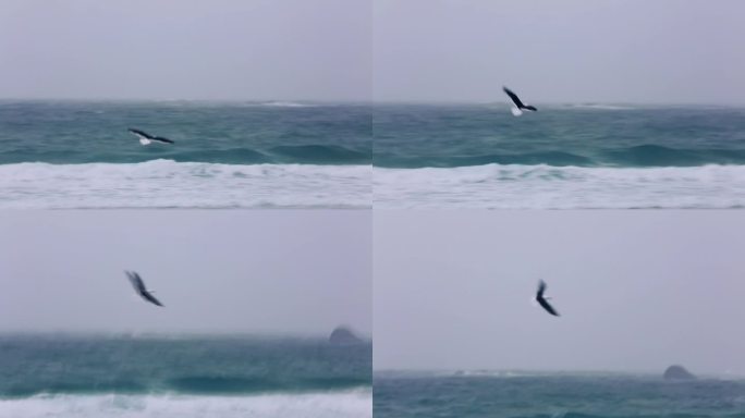 海边海鸥飞行新