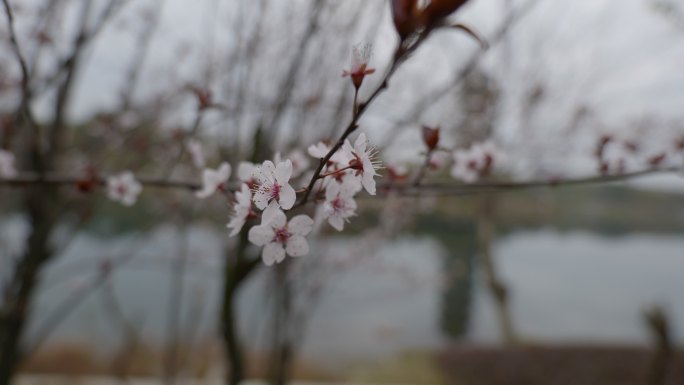 春天盛开的杏花 花朵 桃花梨花