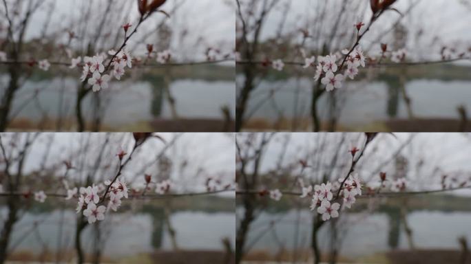 春天盛开的杏花 花朵 桃花梨花