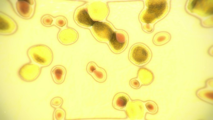 脂肪细胞。高清素材4k黄色