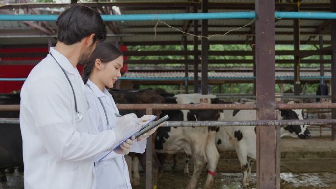 迷人的年轻男女兽医在牛棚户外工作。两名专业的男女医生在畜牧业散步时检查奶牛动物并做笔记。