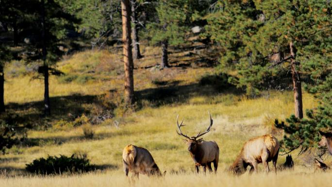 放牧麋鹿：科罗拉多州