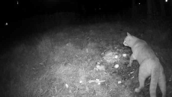 红外线守猎相机镜头下的流浪猫