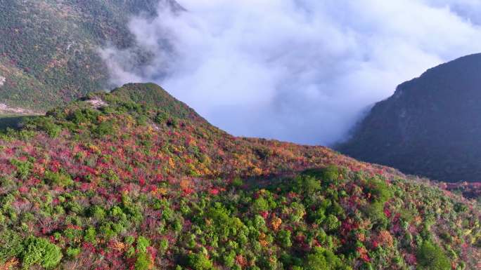 大气航拍三峡云海红叶奇观