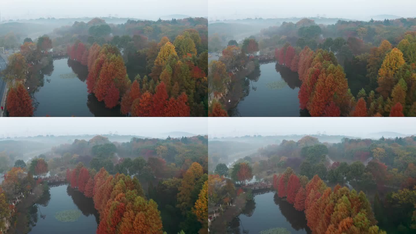 晨雾中南京明孝陵秋季彩色的水杉