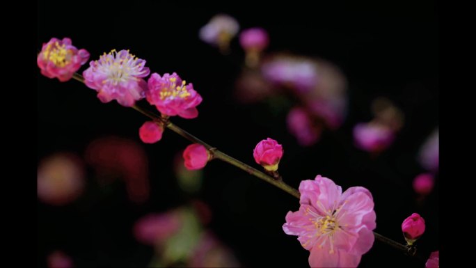 红梅花开延时摄影 春天花卉
