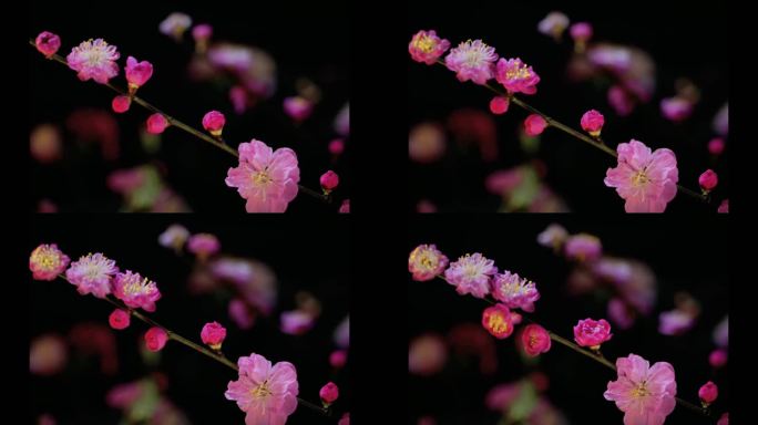 红梅花开延时摄影 春天花卉
