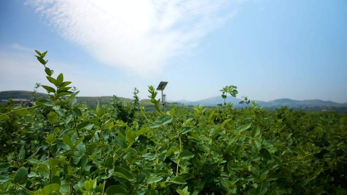 临沂金银花种植基地