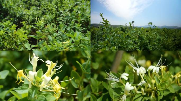 临沂金银花种植基地