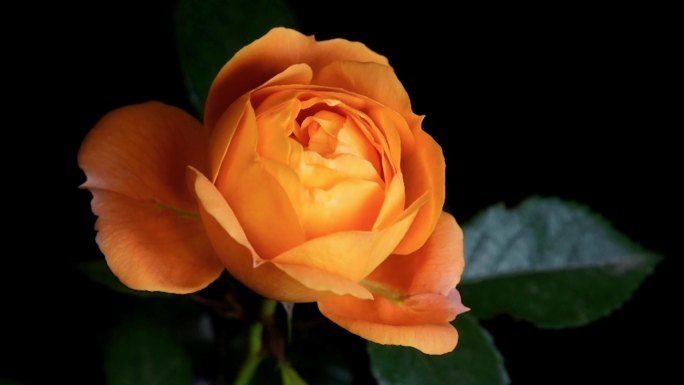 橙色 月季 玫瑰 开花 延时摄影