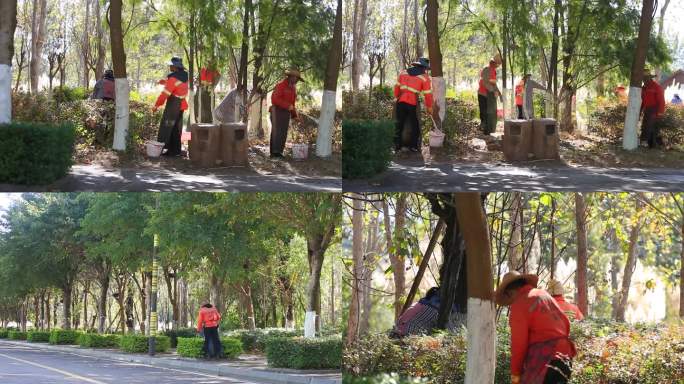 环卫工人树木刷石灰树养护刷白漆园林工人