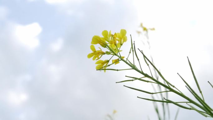 油菜花