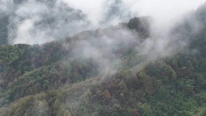 航拍江南浙江秋天雨天云雾秋色秋景树林落叶