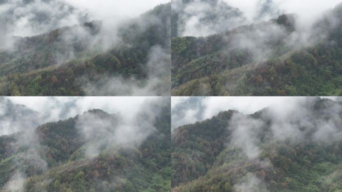 航拍江南浙江秋天雨天云雾秋色秋景树林落叶