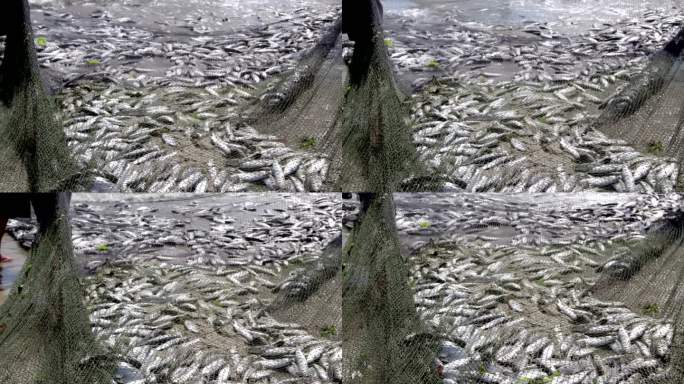 很多鱼渔场岸边死鱼水体污染