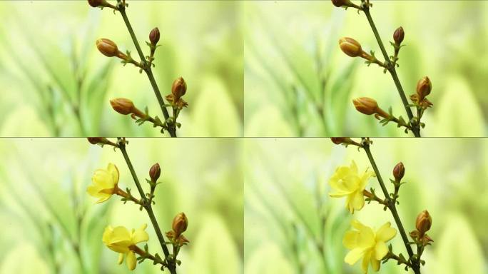 春天花卉黄素馨延时摄影