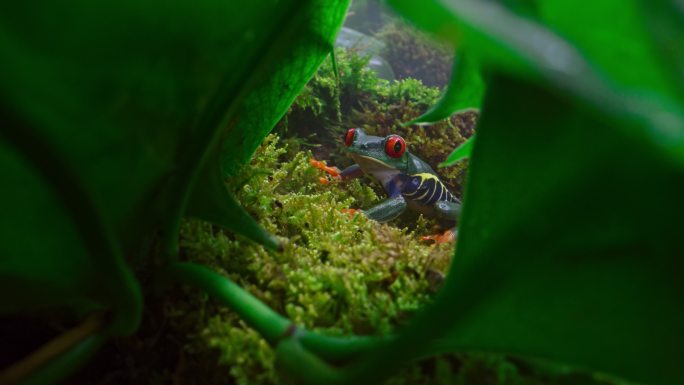 SLO MO DS长满苔藓的丛林地板上的红眼树蛙