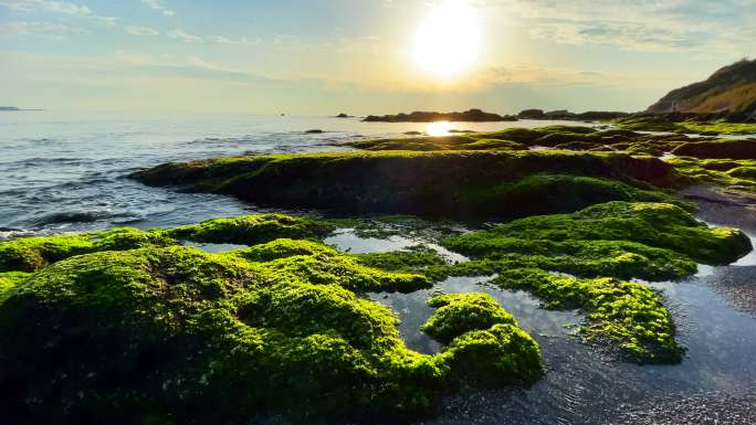 海滩上的日落海景和岩石上的藻类