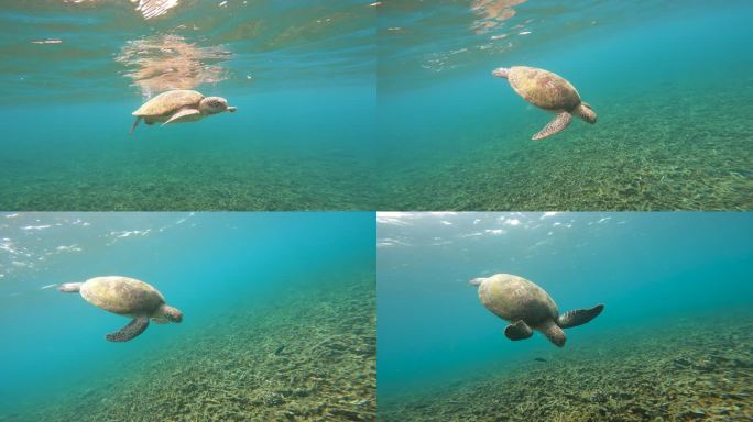 绿海龟游到海底觅食