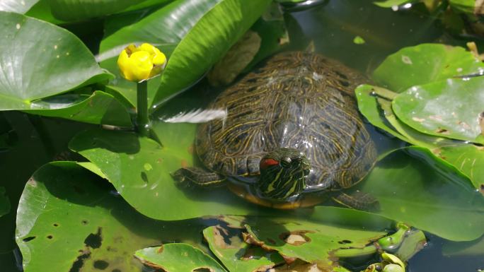 一只乌龟爬在百合池塘的叶子上