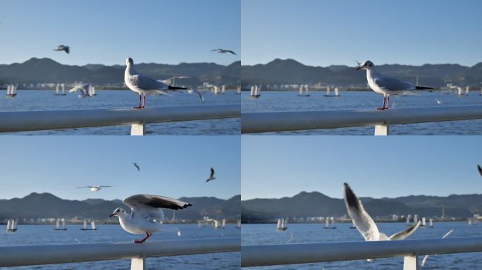 昆明海埂大坝海鸥