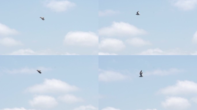 佛罗里达海岸外慢速飞行的海鸥