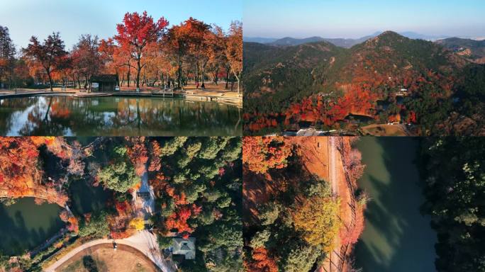 秋景红树林航拍枫叶山水画4k超清分辨率