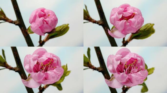 红梅 美人梅 延时摄影 春天花卉