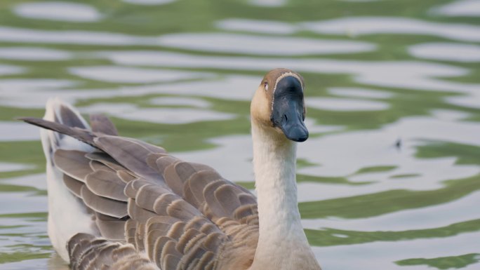西安浐灞国家湿地公园鸟类天堂