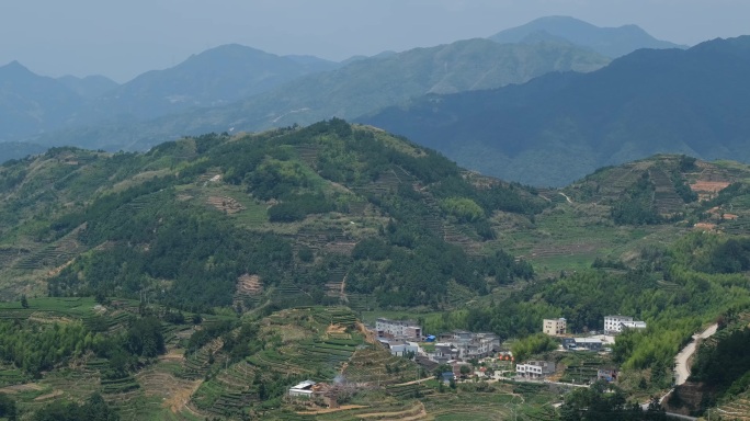 高山红茶茶园