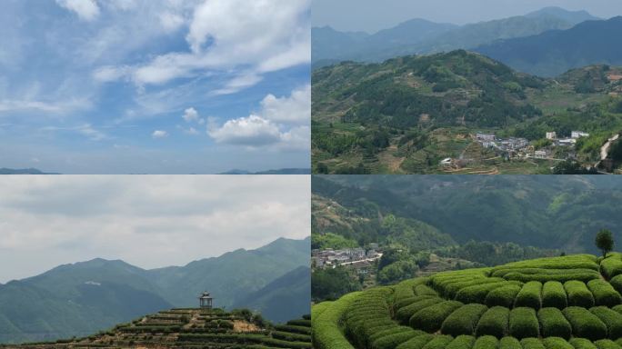 高山红茶茶园