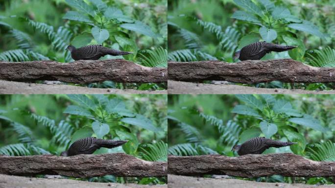 珍稀灰孔雀雉觅食