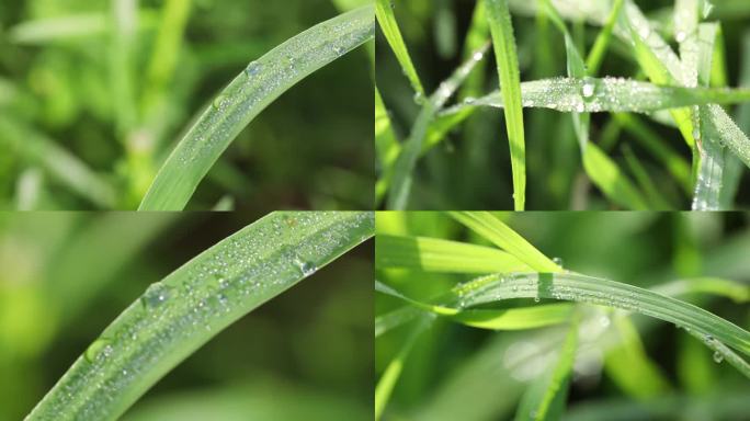 高清实拍大自然春天小草青草露珠嫩绿希望