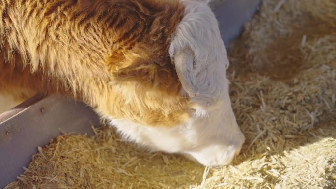 牛 肉牛 牛棚  养牛 吃草