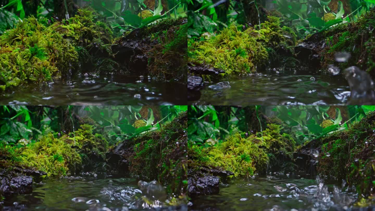 SLO MO DS雨滴落入丛林中的水中