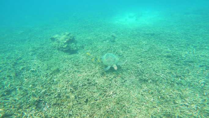 在海底珊瑚礁觅食的绿海龟