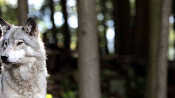 大灰狼在森林中寻找对手和危险