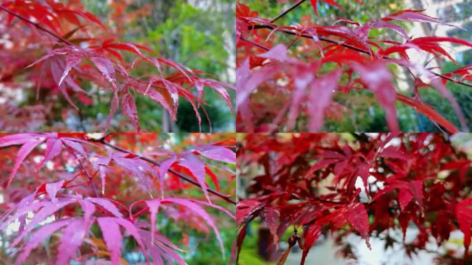 秋天阴雨天红色枫叶